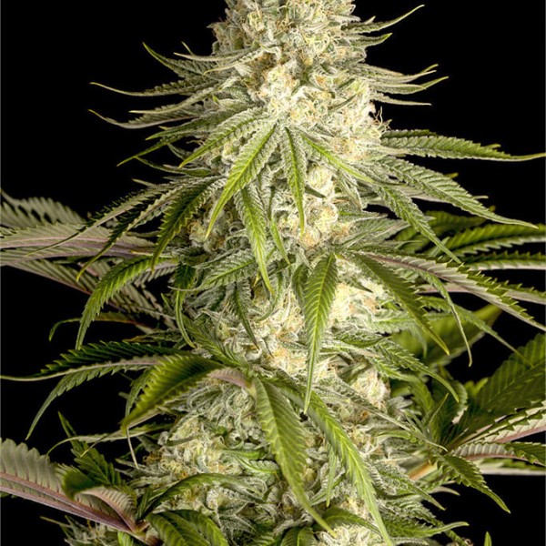Семена конопли Dinafem Critical Kush feminised