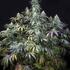 Dinafem Early Amnesia CBD feminised