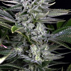 Dinafem Gorilla CBD feminised