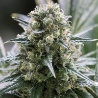 Dinafem Quick Dinamed CBD feminised