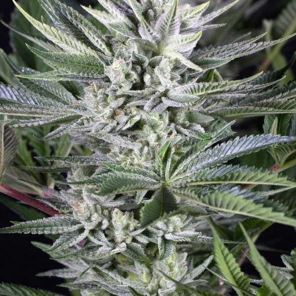 Насіння коноплі Dinafem Quick Gorilla feminised