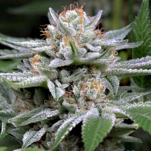 Семена конопли Dinafem Gorilla feminised