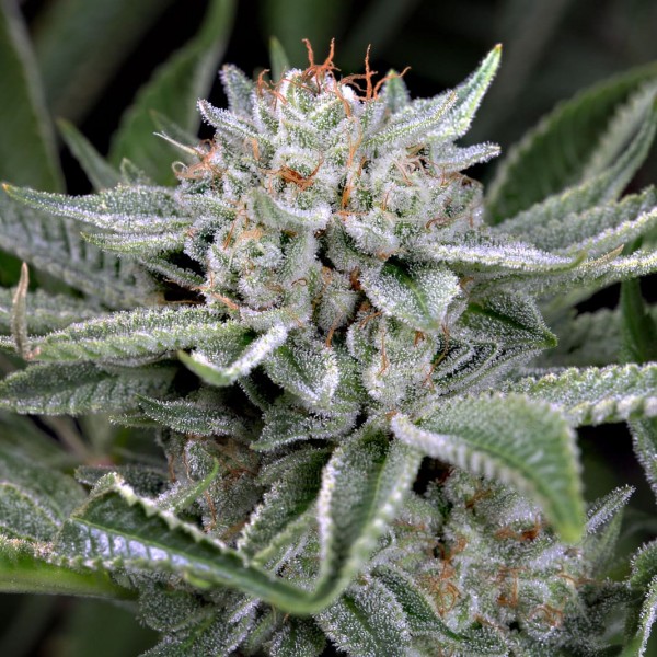 Семена конопли Dinafem Gorilla feminised