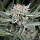 Семена конопли Dinafem Gorilla feminised