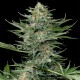 Насіння коноплі Dinafem Industrial Plant feminised