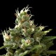 Насіння коноплі Dinafem Industrial Plant feminised