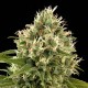 Насіння коноплі Dinafem Industrial Plant feminised