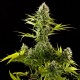 Насіння коноплі Dinafem Industrial Plant feminised