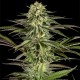 Насіння коноплі Dinafem Kush'N'Cheese feminised
