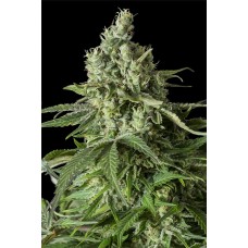 Dinafem Moby Dick CBD feminised