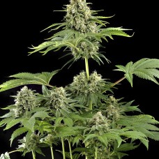 Dinafem Moby Dick feminised