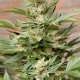 Насіння коноплі Dinafem Moby Dick feminised