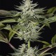 Семена конопли Dinafem Ocean Grown Cookies feminised