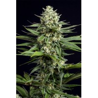 Dinafem OG Kush CBD feminised