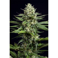 Dinafem OG Kush CBD feminised
