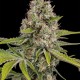 Насіння коноплі Dinafem OG Kush feminised