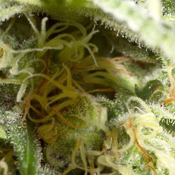 Семена конопли Dinafem Orange Juice feminised