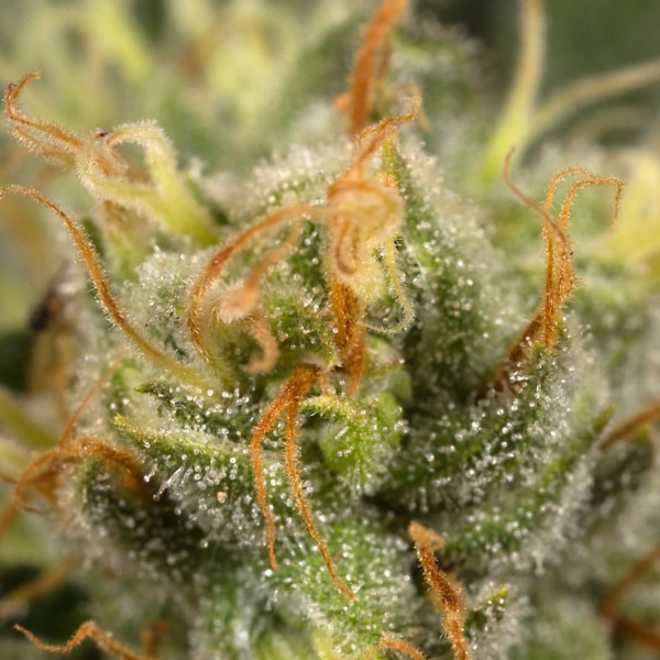 Семена конопли Dinafem Orange Juice feminised