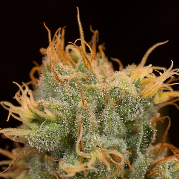 Семена конопли Dinafem Orange Juice feminised