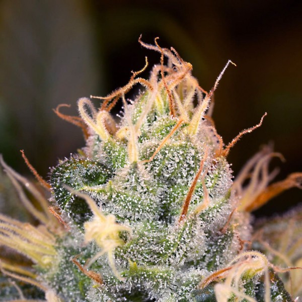 Семена конопли Dinafem Orange Juice feminised