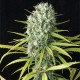 Насіння коноплі Dinafem Original Amnesia feminised