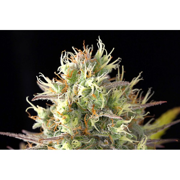 Насіння коноплі Dinafem Original Amnesia feminised