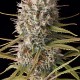 Насіння коноплі Dinafem Original Amnesia feminised