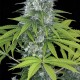 Семена конопли Dinafem Power Kush feminised