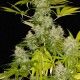 Семена конопли Dinafem Power Kush feminised