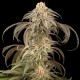 Семена конопли Dinafem Purple Afghan Kush feminised
