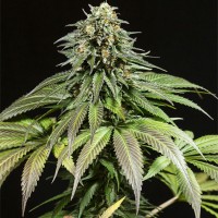 Dinafem Purple Moby Dick feminised