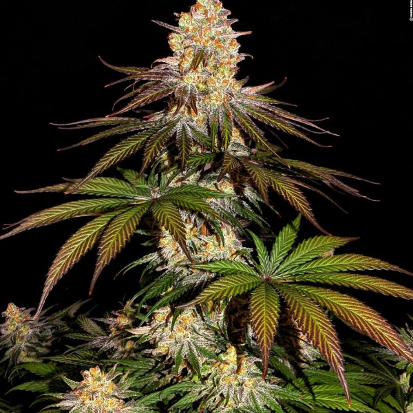 Семена конопли Dinafem Purple Orange CBD feminised