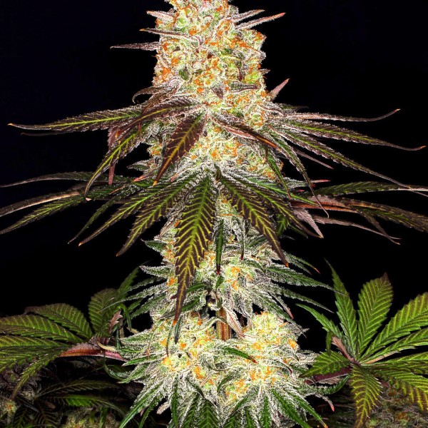 Семена конопли Dinafem Purple Orange CBD feminised