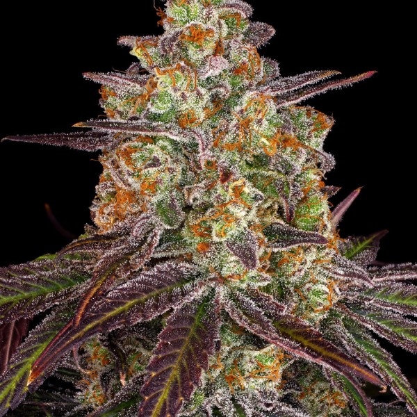 Семена конопли Dinafem Purple Orange CBD feminised