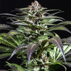 Dinafem Purps #1 feminised