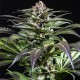 Семена конопли Dinafem Purps #1 feminised