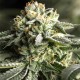 Семена конопли Dinafem Purps #1 feminised