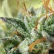 Семена конопли Dinafem Purps #1 feminised
