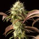 Семена конопли Dinafem Purps #1 feminised