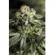 Насіння коноплі Dinafem Remo Chemo feminised