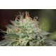 Насіння коноплі Dinafem Remo Chemo feminised