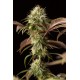 Насіння коноплі Dinafem Remo Chemo feminised