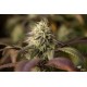 Насіння коноплі Dinafem Remo Chemo feminised