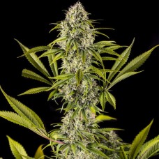 Dinafem Royale Haze feminised