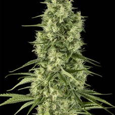 Dinafem Santa Sativa feminised
