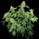 Семена конопли Dinafem Santa Sativa feminised