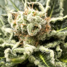 Dinafem Shark Attack feminised