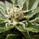 Насіння коноплі Dinafem Shark Attack feminised