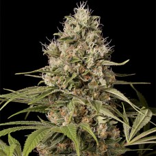 Dinafem Shark Shock CBD feminised