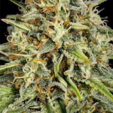 Dinafem Strawberry Amnesia feminised